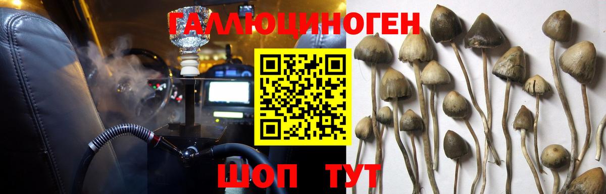 Галлюциногенные грибы Psilocybine cubensis Березники
